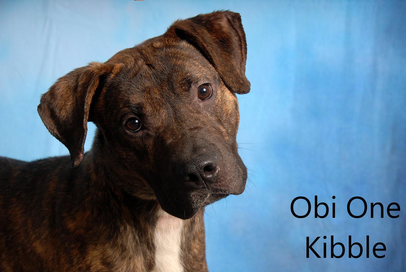Obi One Kibble, ADOPTABLE, Adult Male Pit Bull Terrier.