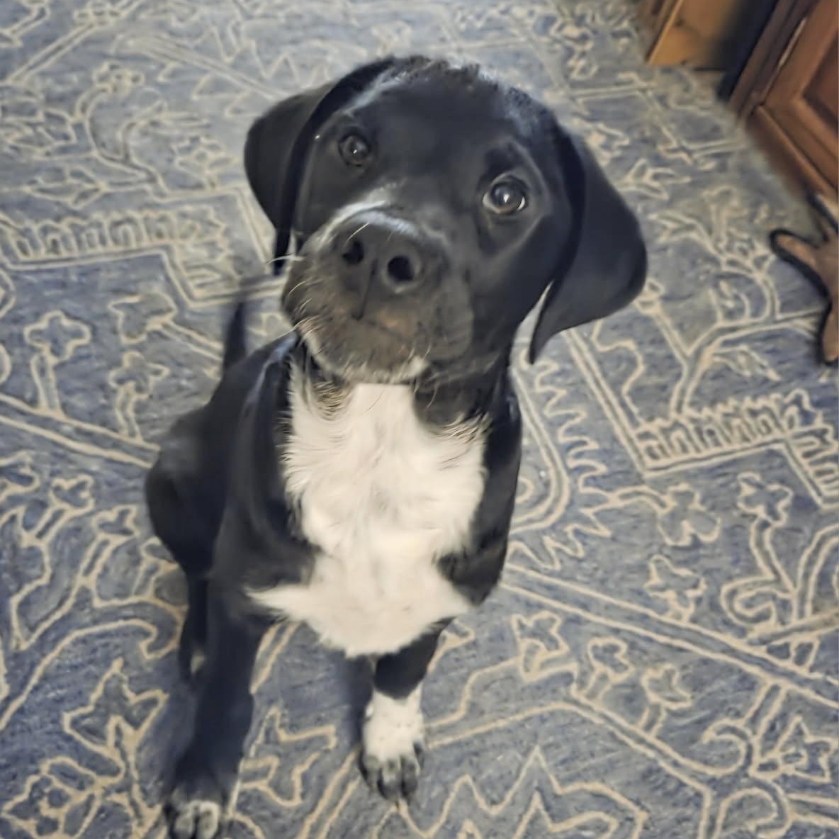 Dog for adoption Panda, a Collie & Shepherd Mix in Kennewick, WA