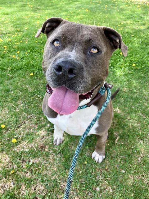 BANDIT, Adoptable, Adult Male Pit Bull Terrier & Mixed Breed.