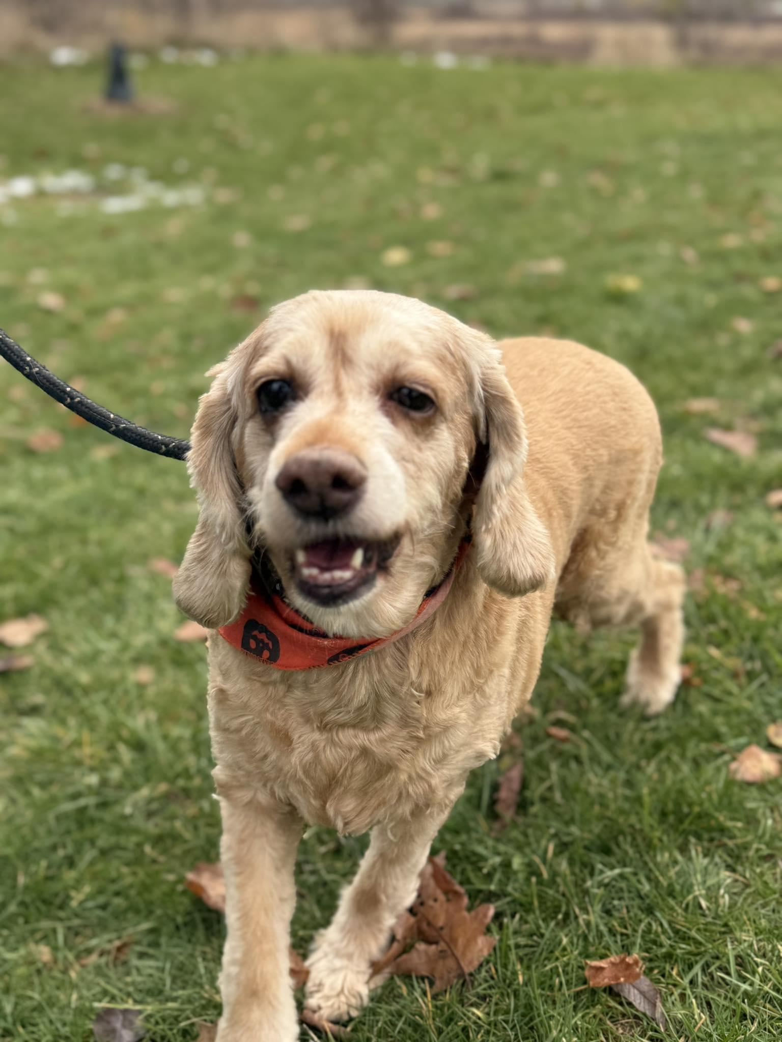 Mabel, ADOPTABLE, Adult Female Cocker Spaniel.