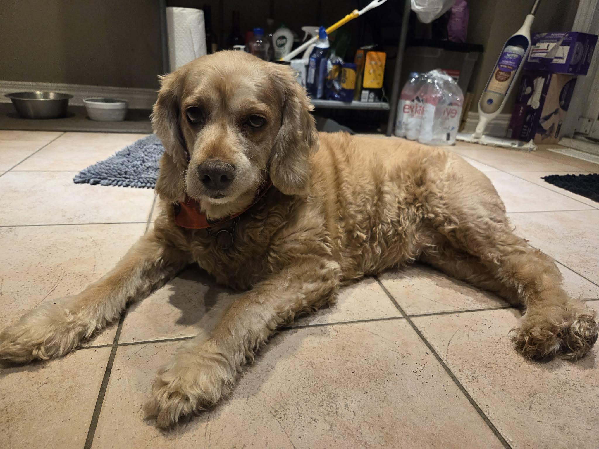 Enlarge Mabel, a ADOPTABLE Cocker Spaniel in Mississauga, ON image 4/5