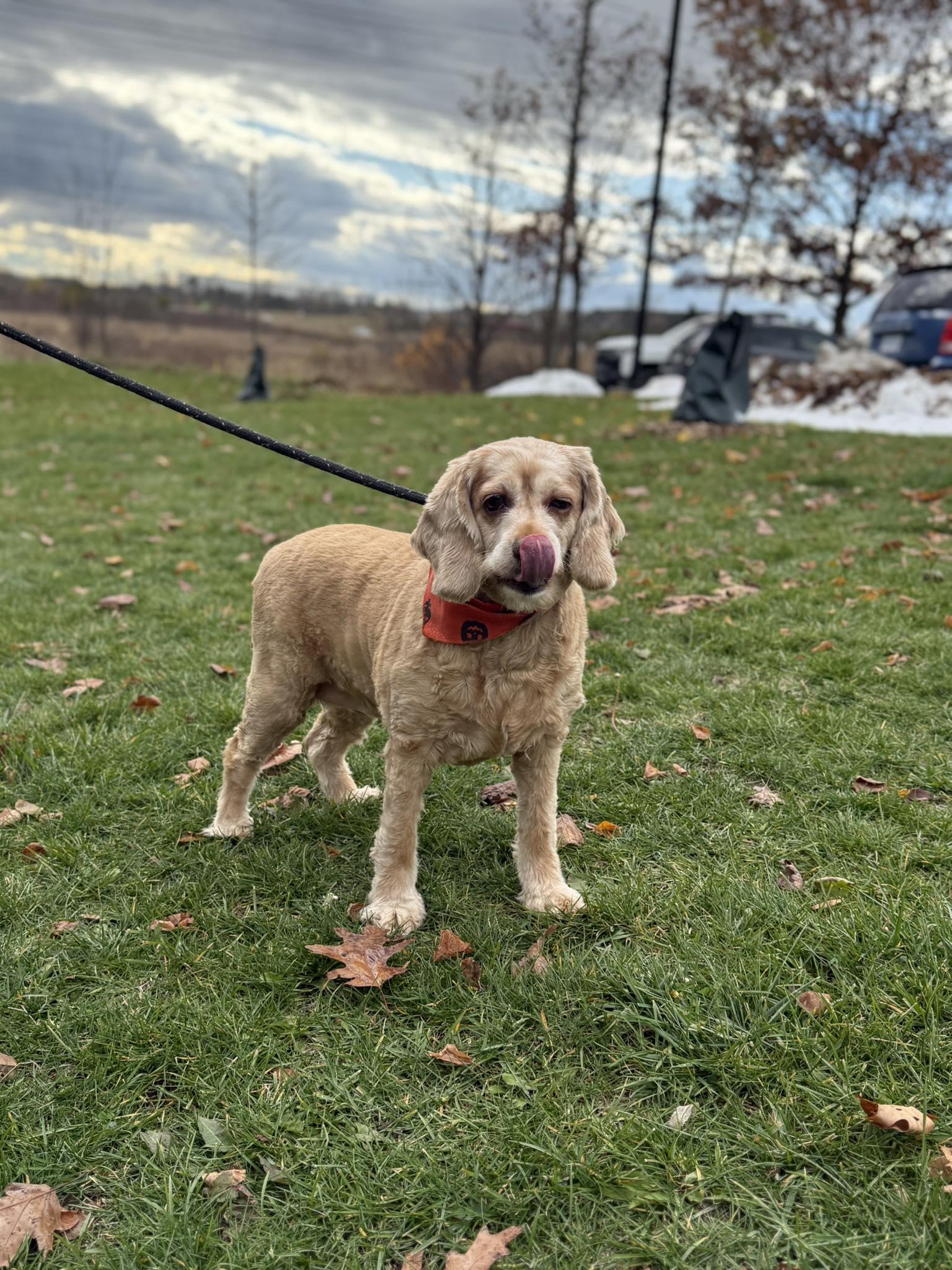 Enlarge Mabel, a ADOPTABLE Cocker Spaniel in Mississauga, ON image 5/5