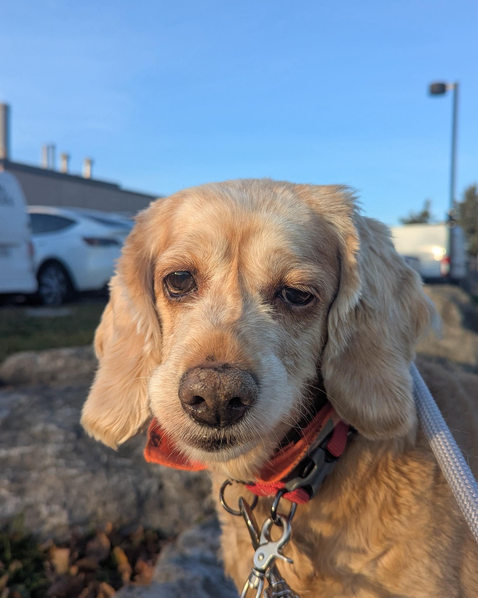 Enlarge Mabel, a ADOPTABLE Cocker Spaniel in Mississauga, ON image 2/5
