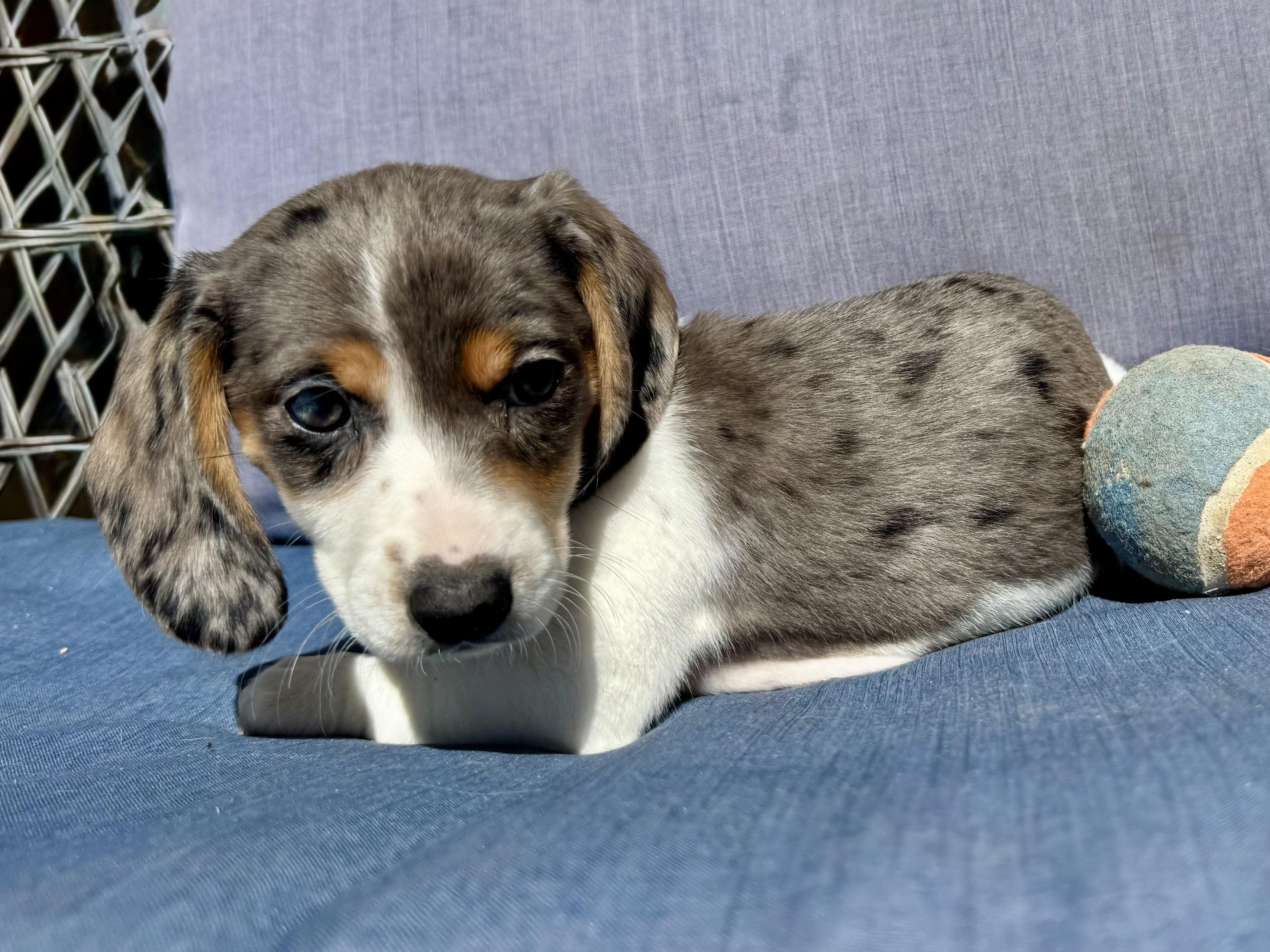 Enlarge Bluey , an adopted Dachshund in ontario, CA image 2/4