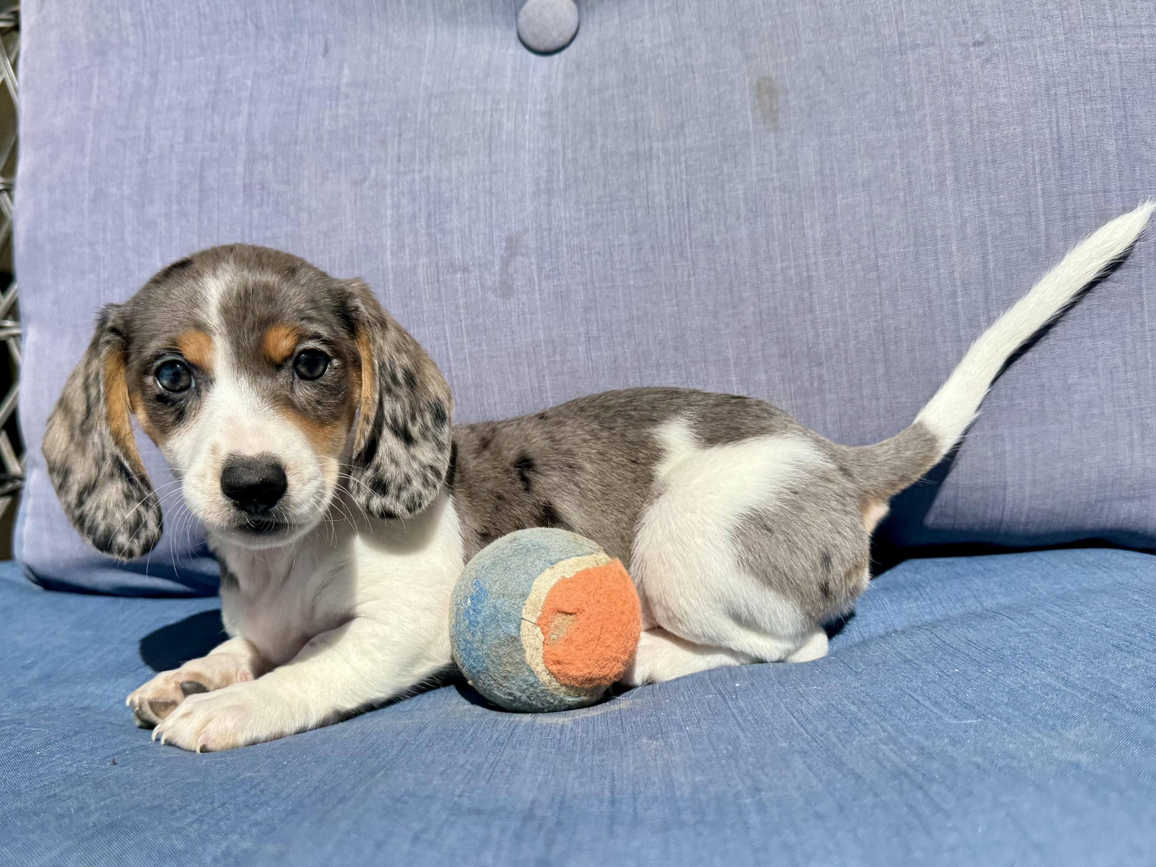 Bluey , adopted, Puppy Female Dachshund.