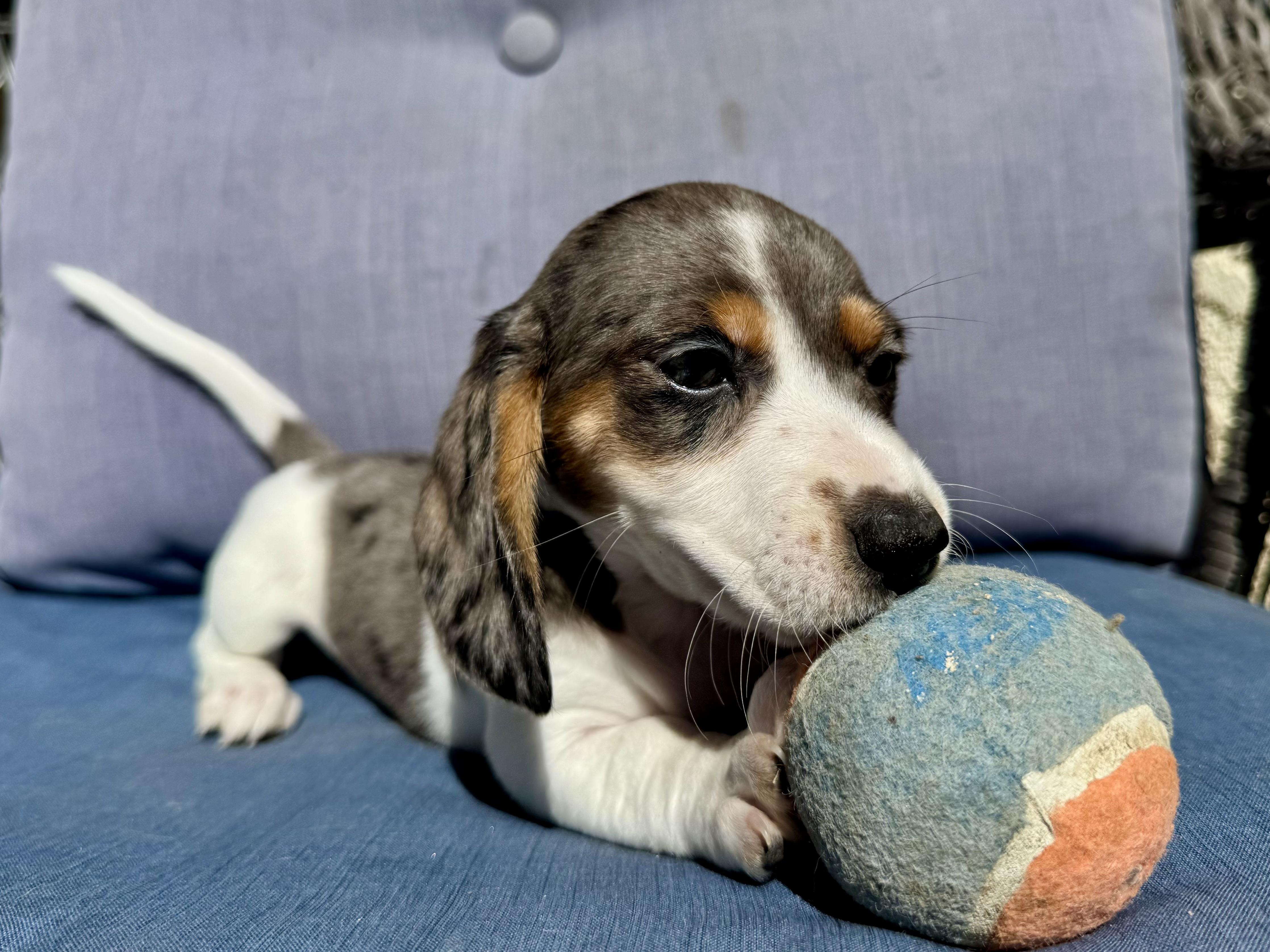 Enlarge Bluey , an adopted Dachshund in ontario, CA image 4/4