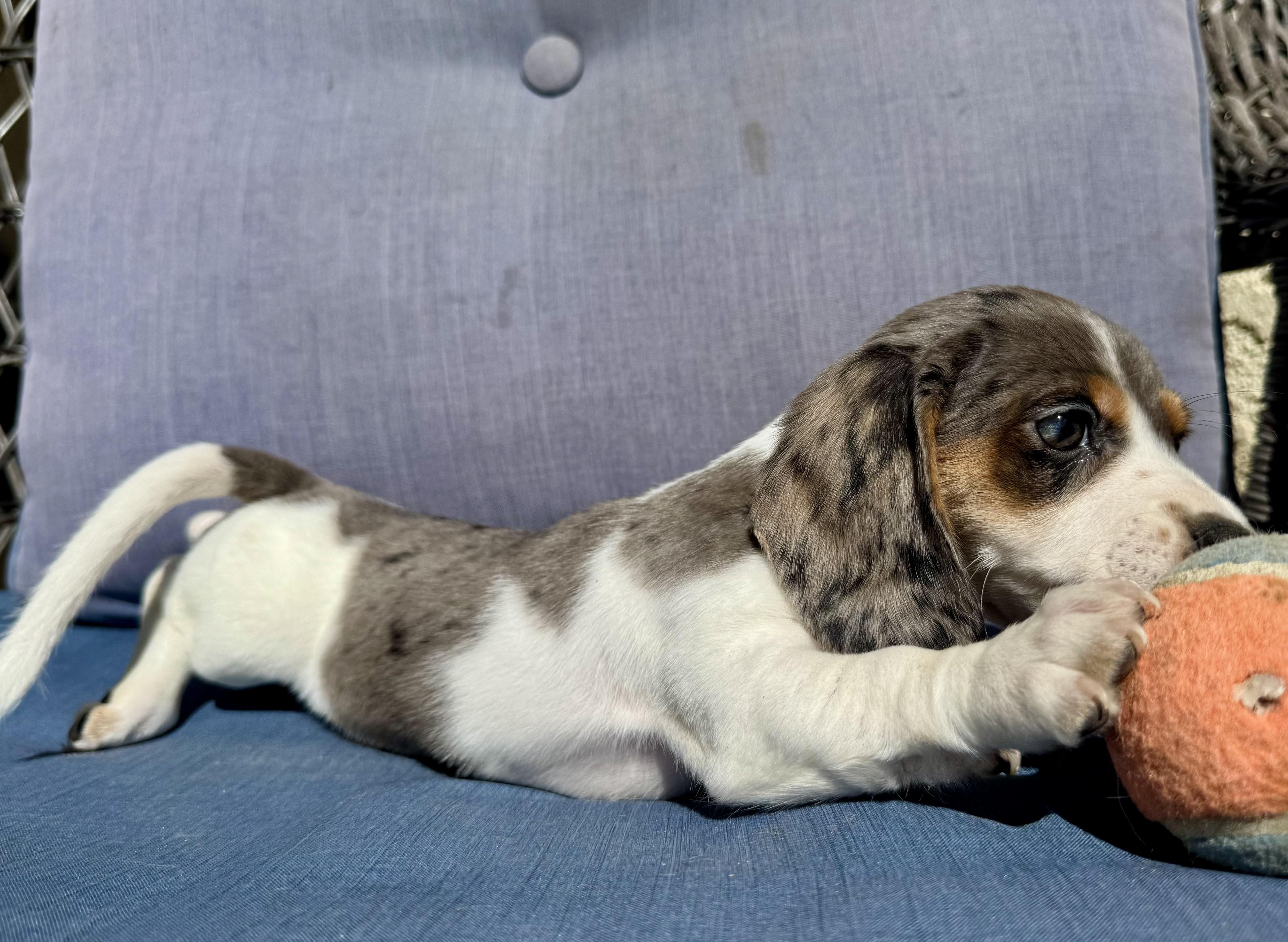 Enlarge Bluey , an adopted Dachshund in ontario, CA image 3/4