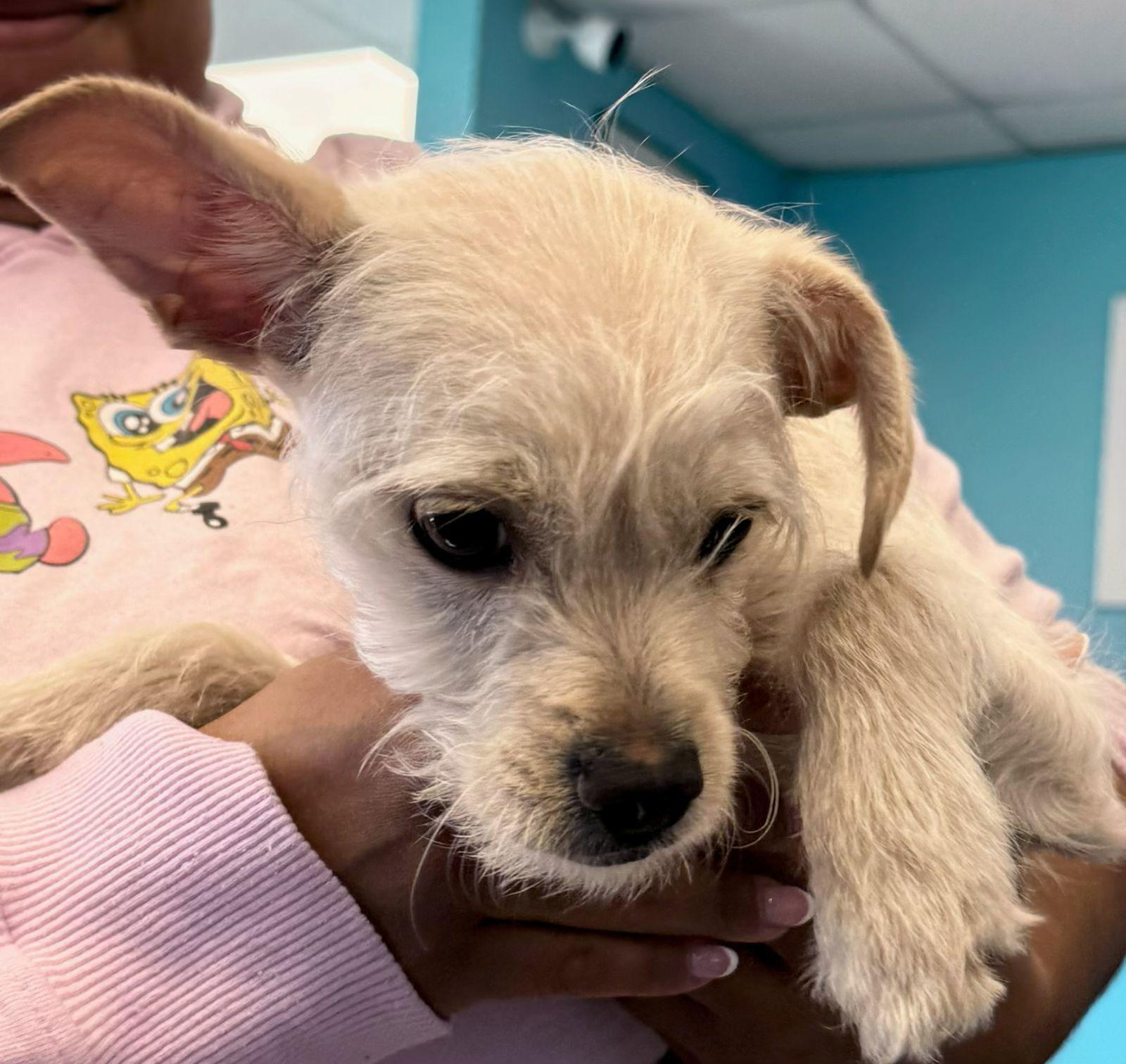 Enlarge Budda, a Adopted Chihuahua in Cliffwood, NJ image 1/2