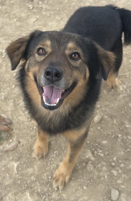 Buddy — thumbnail 2