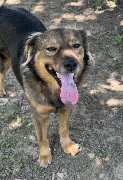 Buddy — thumbnail 3