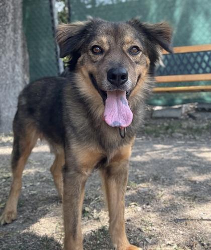 Buddy — thumbnail 4