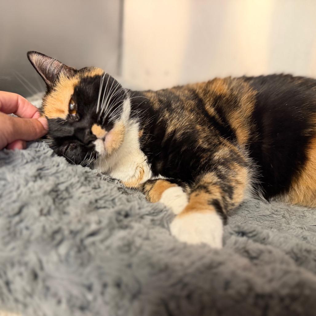"EVA", a Adoptable Domestic Short Hair in Conshohocken, PA image 1/6