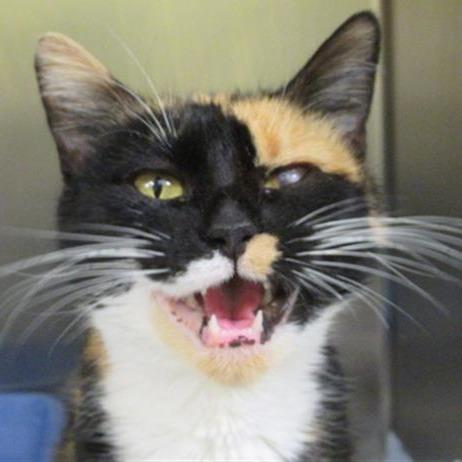 "EVA", Adoptable, Adult Female Domestic Short Hair.