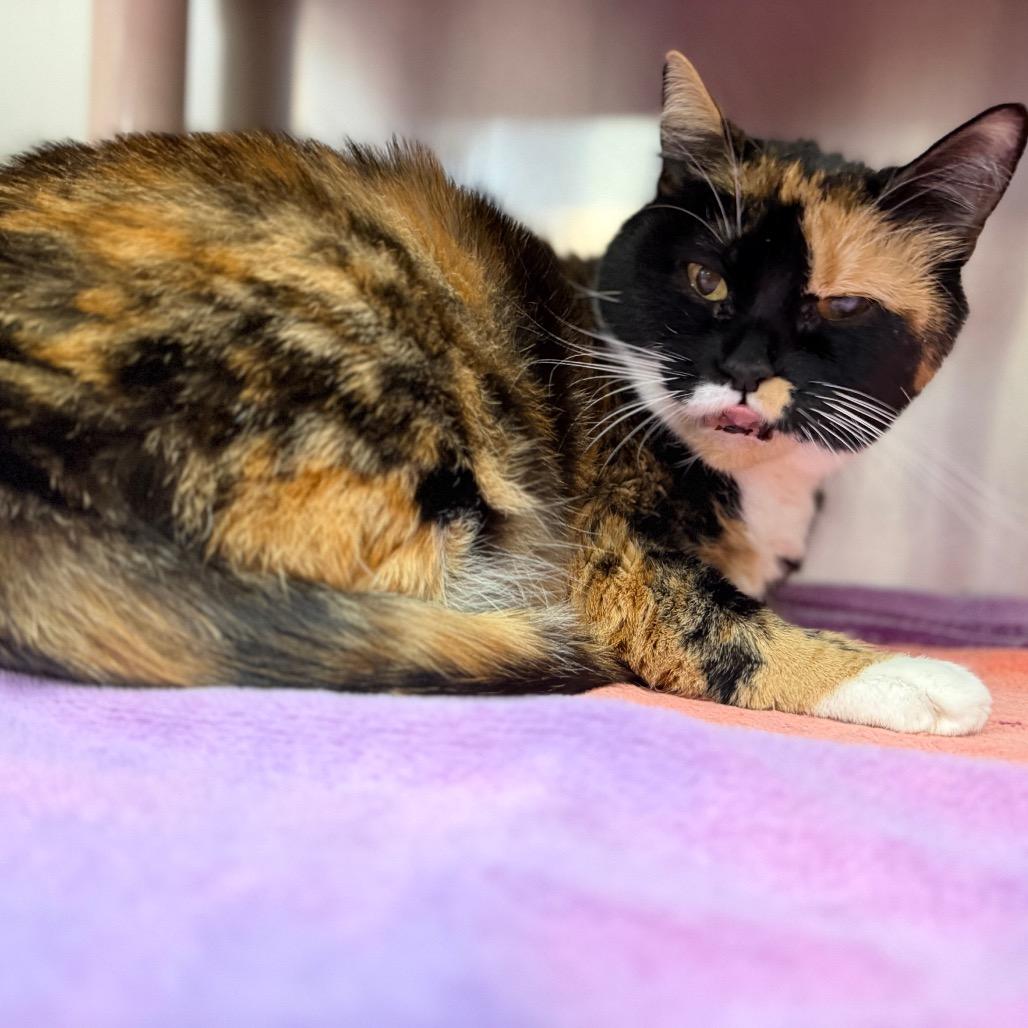"EVA", a Adoptable Domestic Short Hair in Conshohocken, PA image 4/6