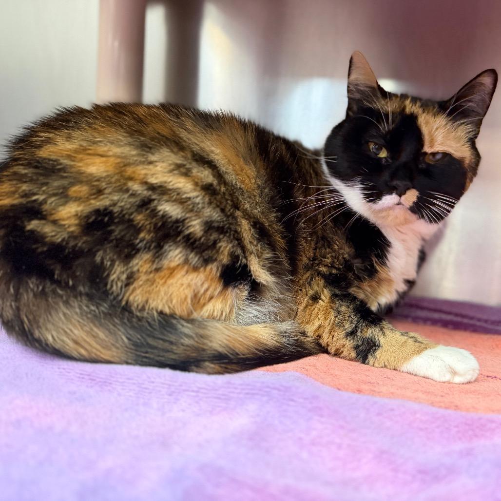 "EVA", a Adoptable Domestic Short Hair in Conshohocken, PA image 5/6