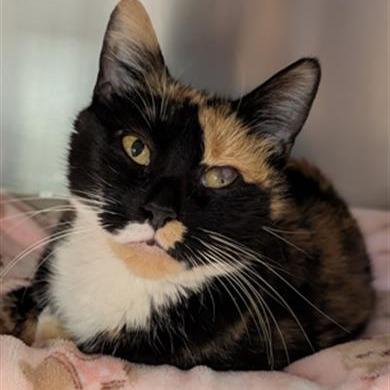 "EVA", a Adoptable Domestic Short Hair in Conshohocken, PA image 6/6