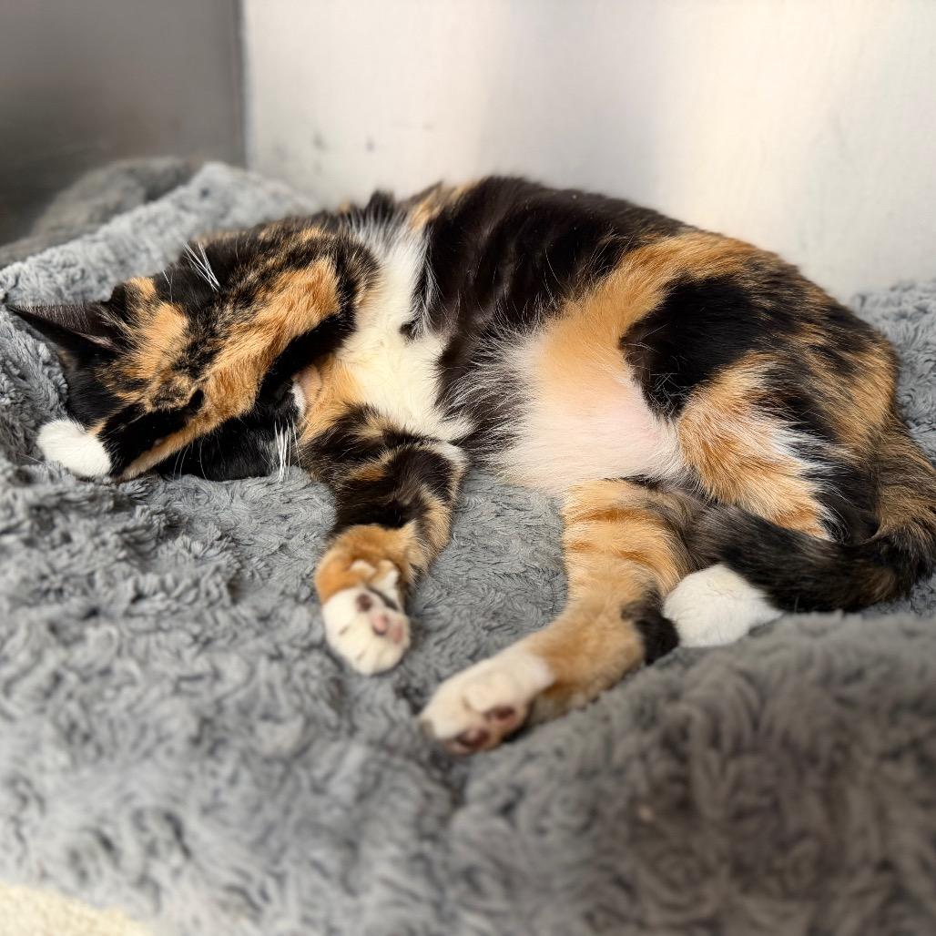 "EVA", a Adoptable Domestic Short Hair in Conshohocken, PA image 3/6