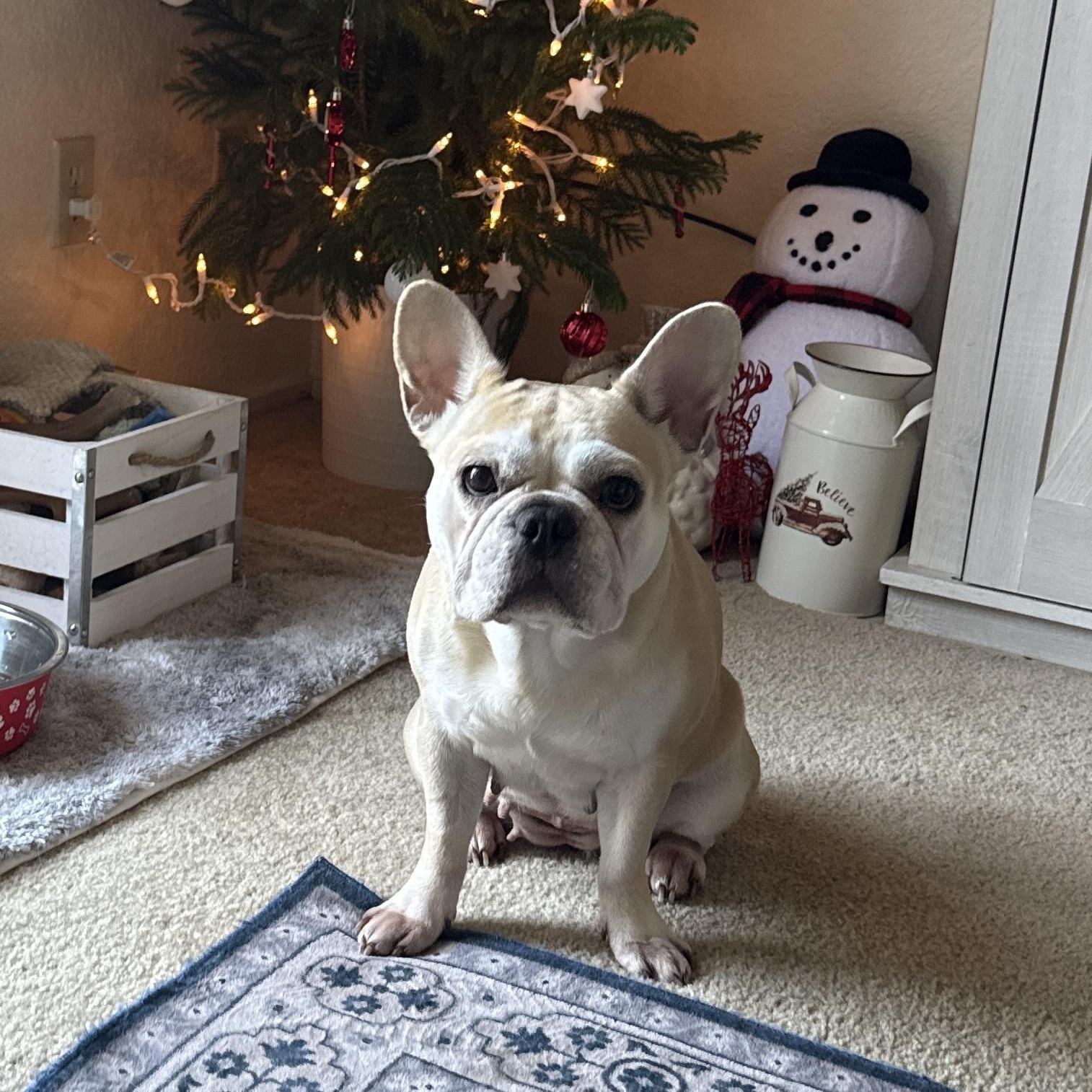 Enlarge Kona, an adopted French Bulldog in Penryn, CA image 2/4