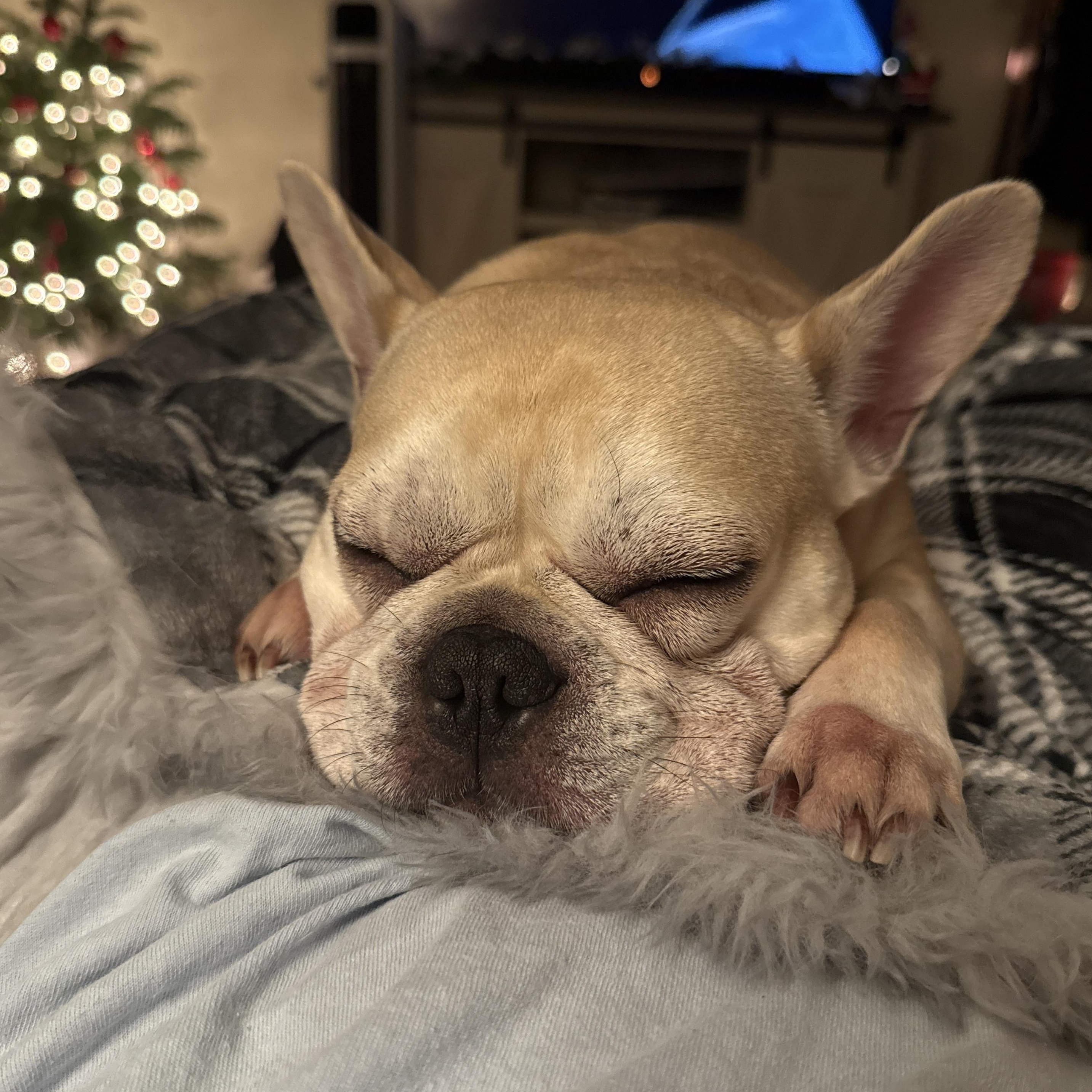 Enlarge Kona, an adopted French Bulldog in Penryn, CA image 1/4