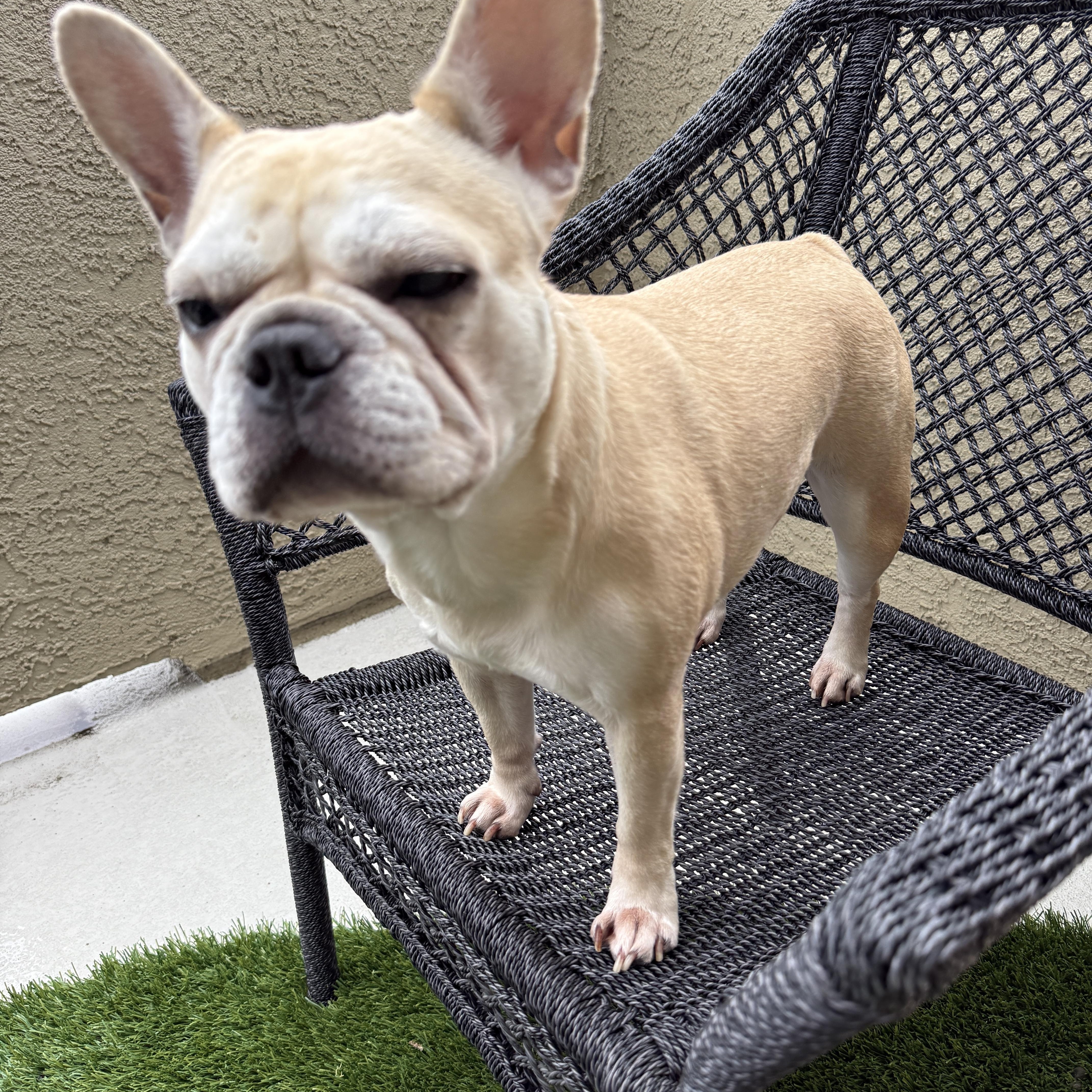 Enlarge Kona, an adopted French Bulldog in Penryn, CA image 3/4