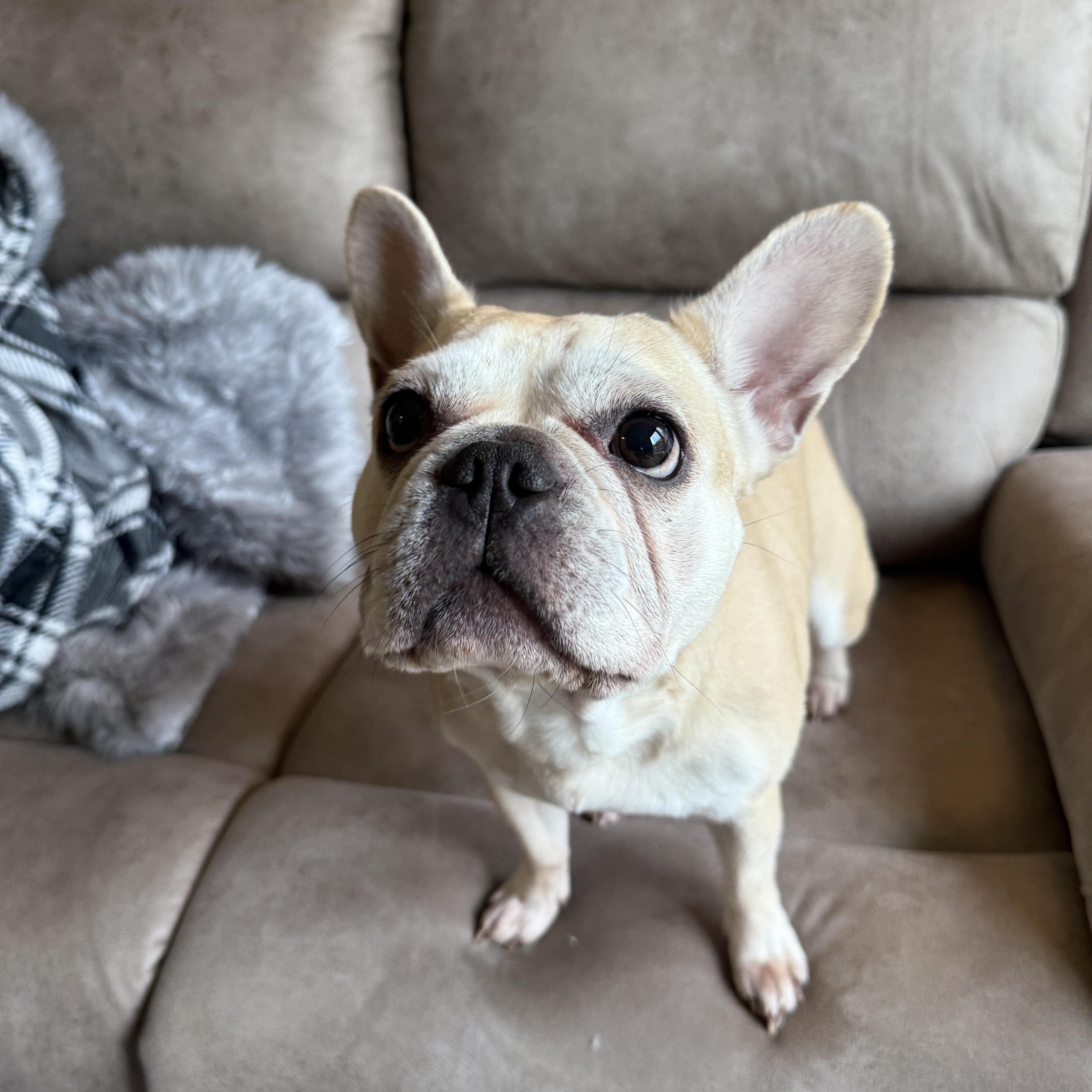 Enlarge Kona, an adopted French Bulldog in Penryn, CA image 4/4