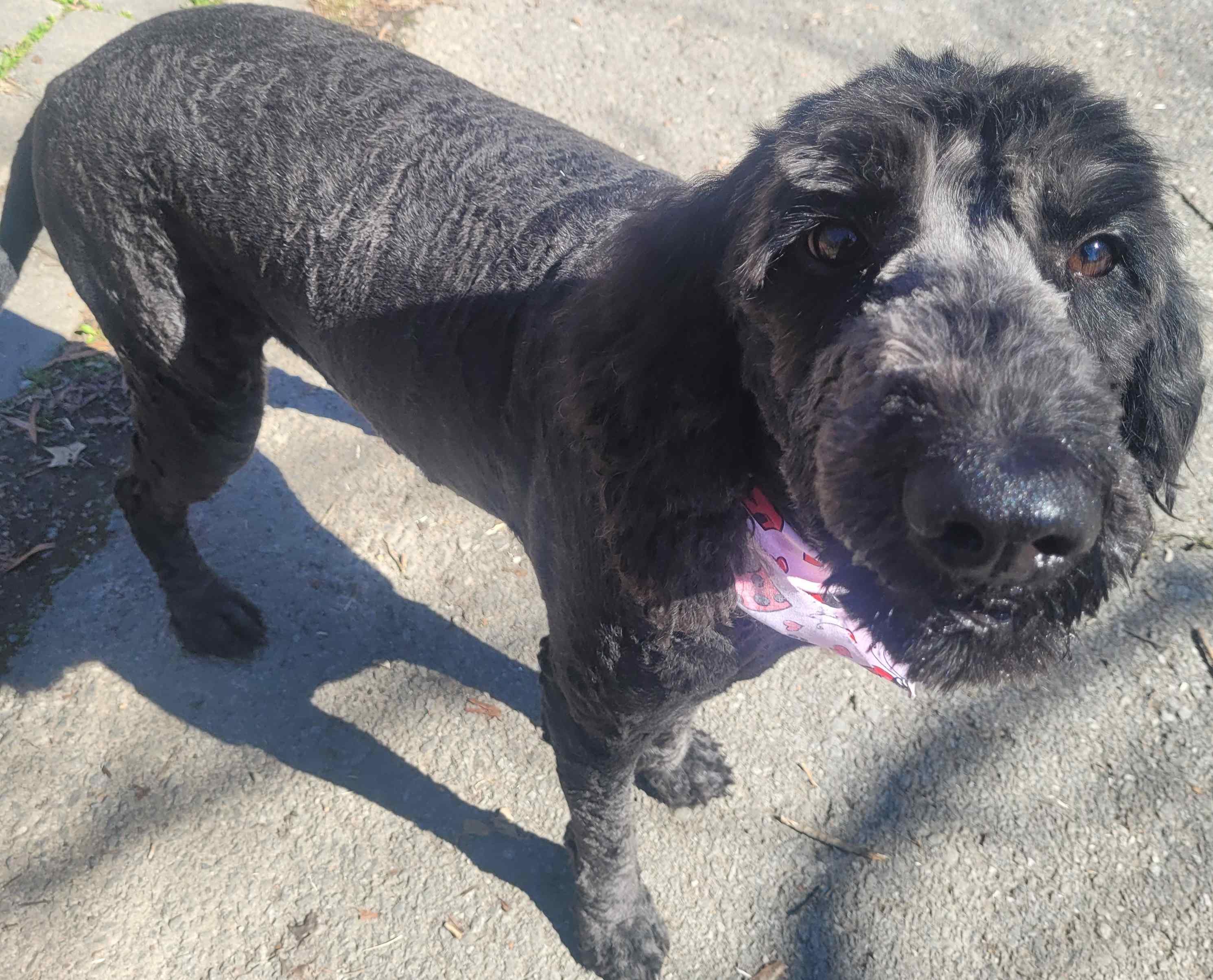 Raisin — thumbnail 3