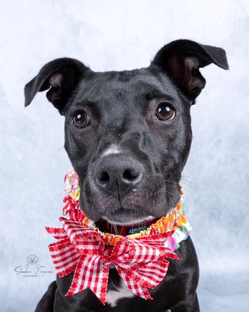 Trina, a ADOPTABLE Pit Bull Terrier in Memphis, TN image 6/6
