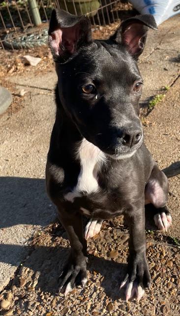 Enlarge Trina, a ADOPTABLE Pit Bull Terrier in Memphis, TN image 2/4