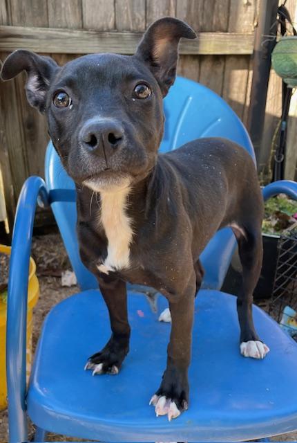 Enlarge Trina, a ADOPTABLE Pit Bull Terrier in Memphis, TN image 1/4