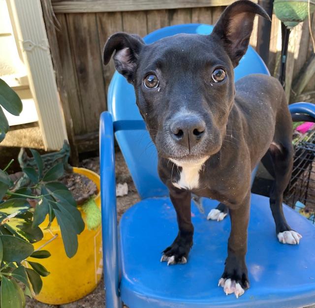 Enlarge Trina, a ADOPTABLE Pit Bull Terrier in Memphis, TN image 3/4