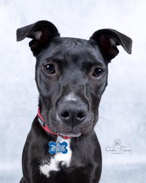 Trina, a ADOPTABLE Pit Bull Terrier in Memphis, TN image 5/6