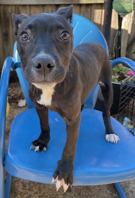 Enlarge Trina, a ADOPTABLE Pit Bull Terrier in Memphis, TN image 4/4