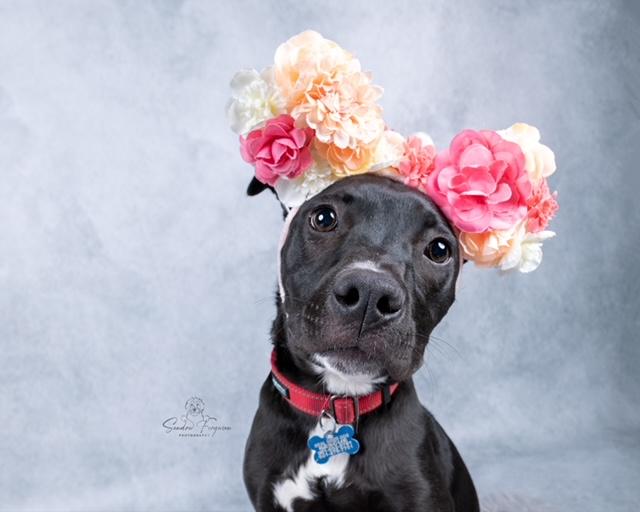 Trina, a ADOPTABLE Pit Bull Terrier in Memphis, TN image 1/6
