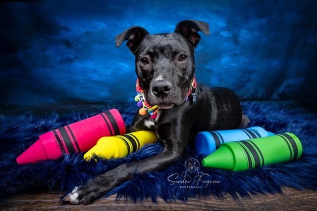 Trina, a ADOPTABLE Pit Bull Terrier in Memphis, TN image 2/6