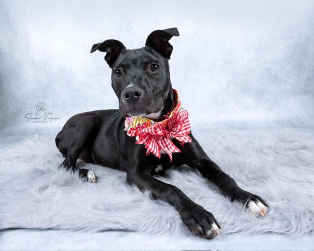 Trina, a ADOPTABLE Pit Bull Terrier in Memphis, TN image 3/6