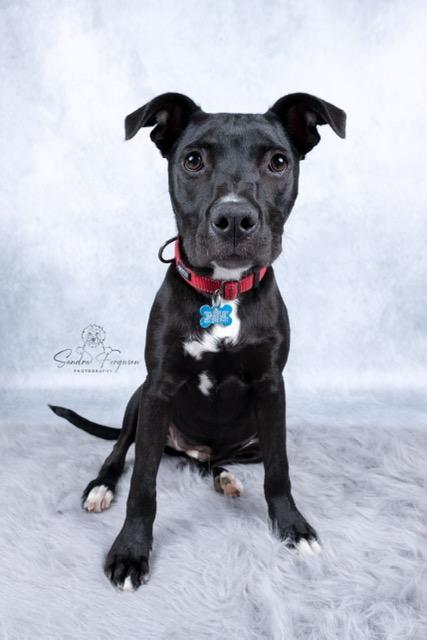 Trina, a ADOPTABLE Pit Bull Terrier in Memphis, TN image 4/6