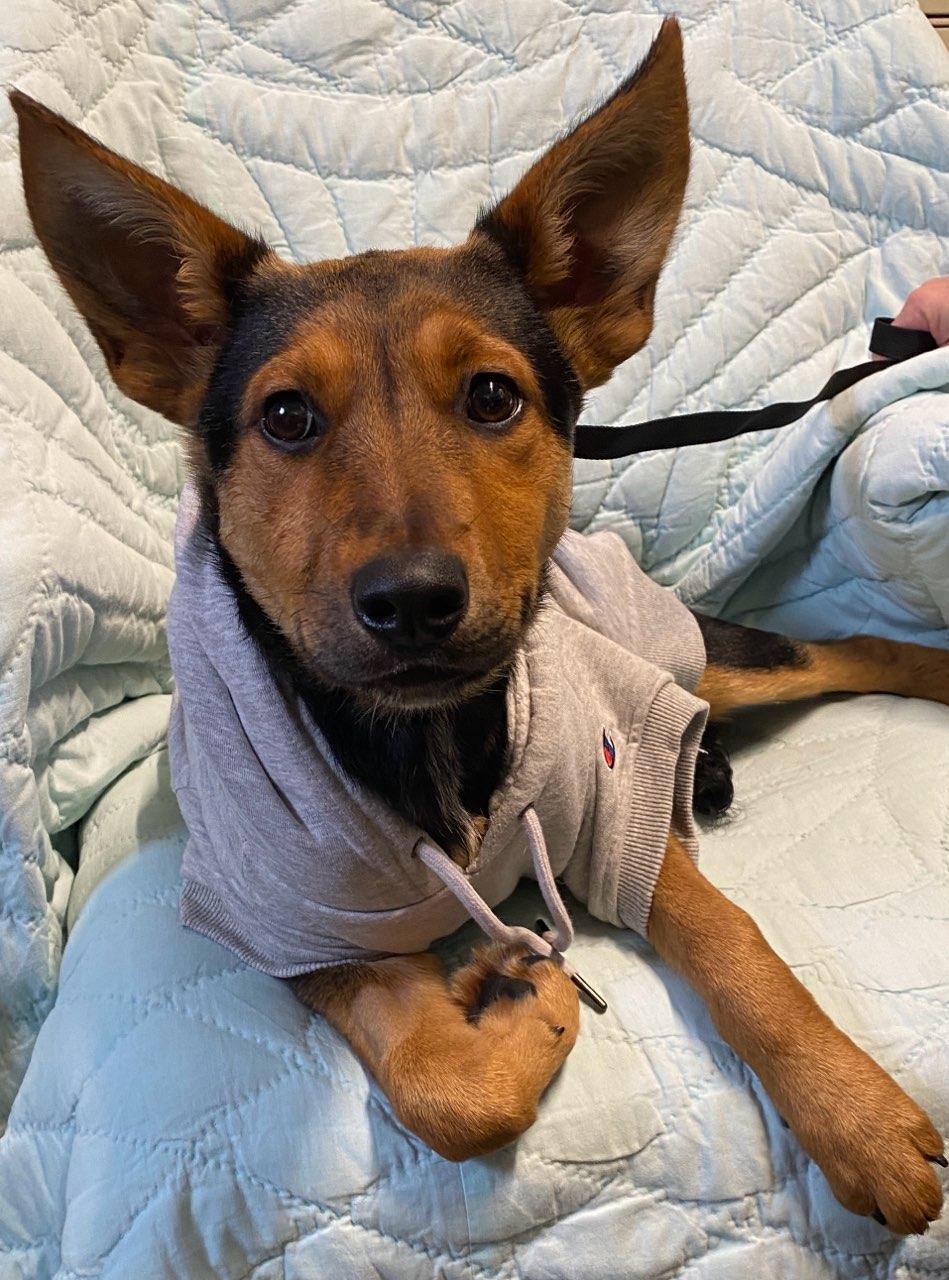 Tiffany, ADOPTABLE, Young Female Shepherd.