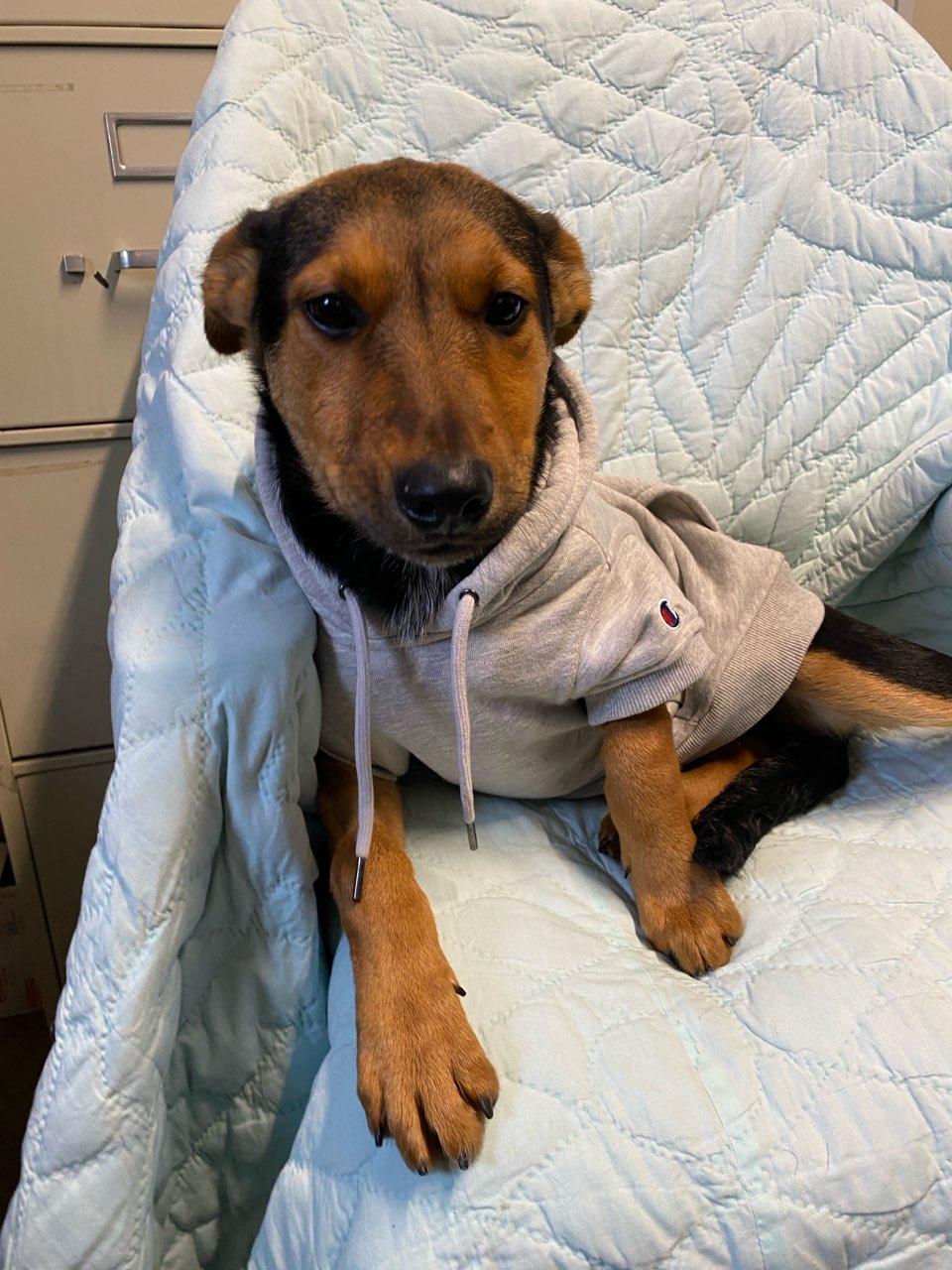 Tiffany, a ADOPTABLE mixed breed in Colusa, CA image 2/3