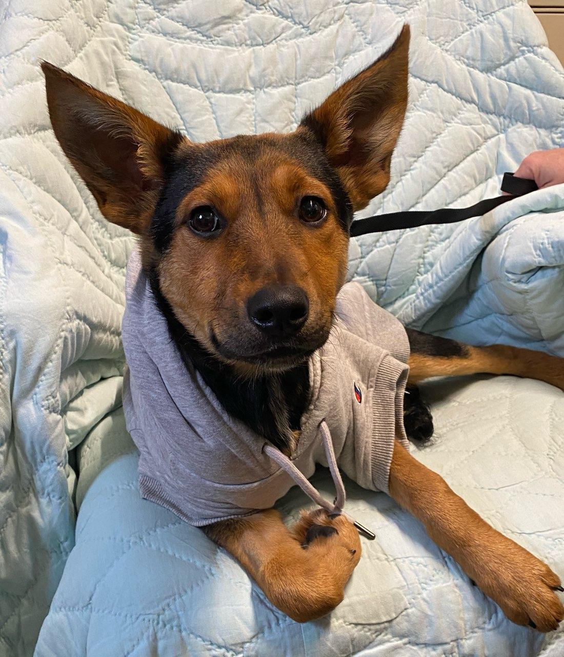 Tiffany, a ADOPTABLE mixed breed in Colusa, CA image 3/3