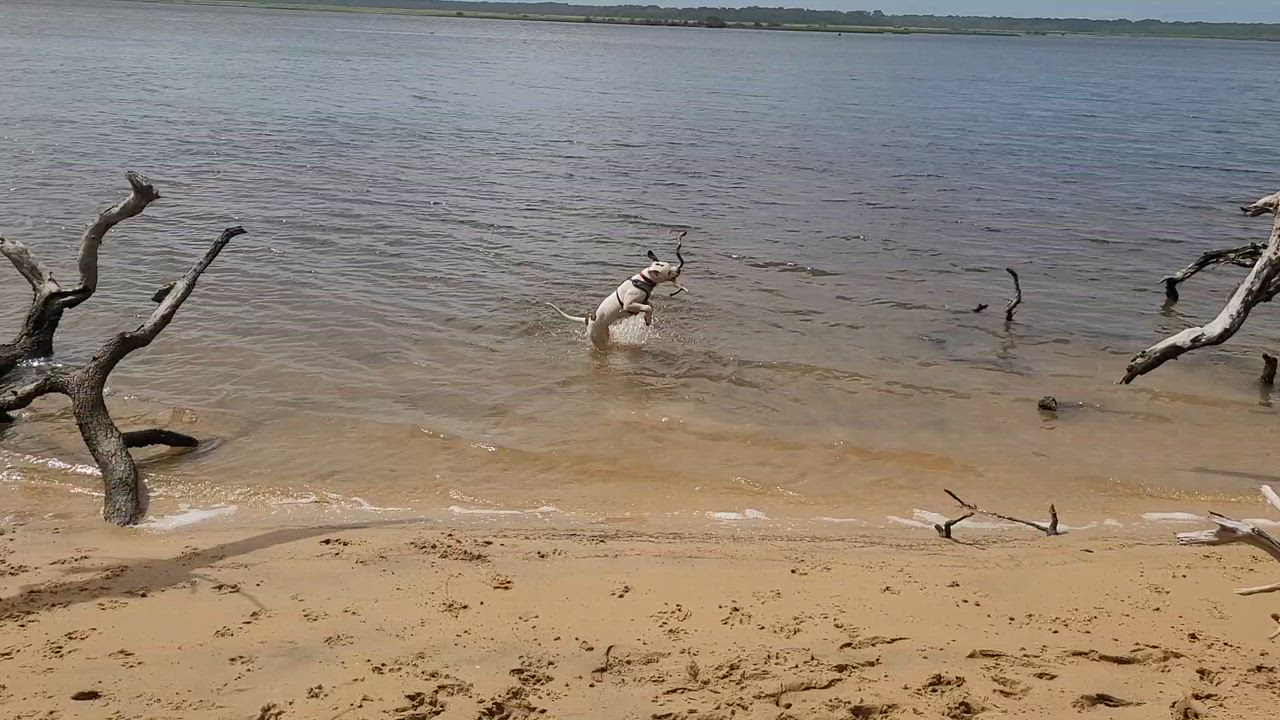 Enlarge Marble, a Adoptable mixed breed in Saint Augustine, FL video 6/6