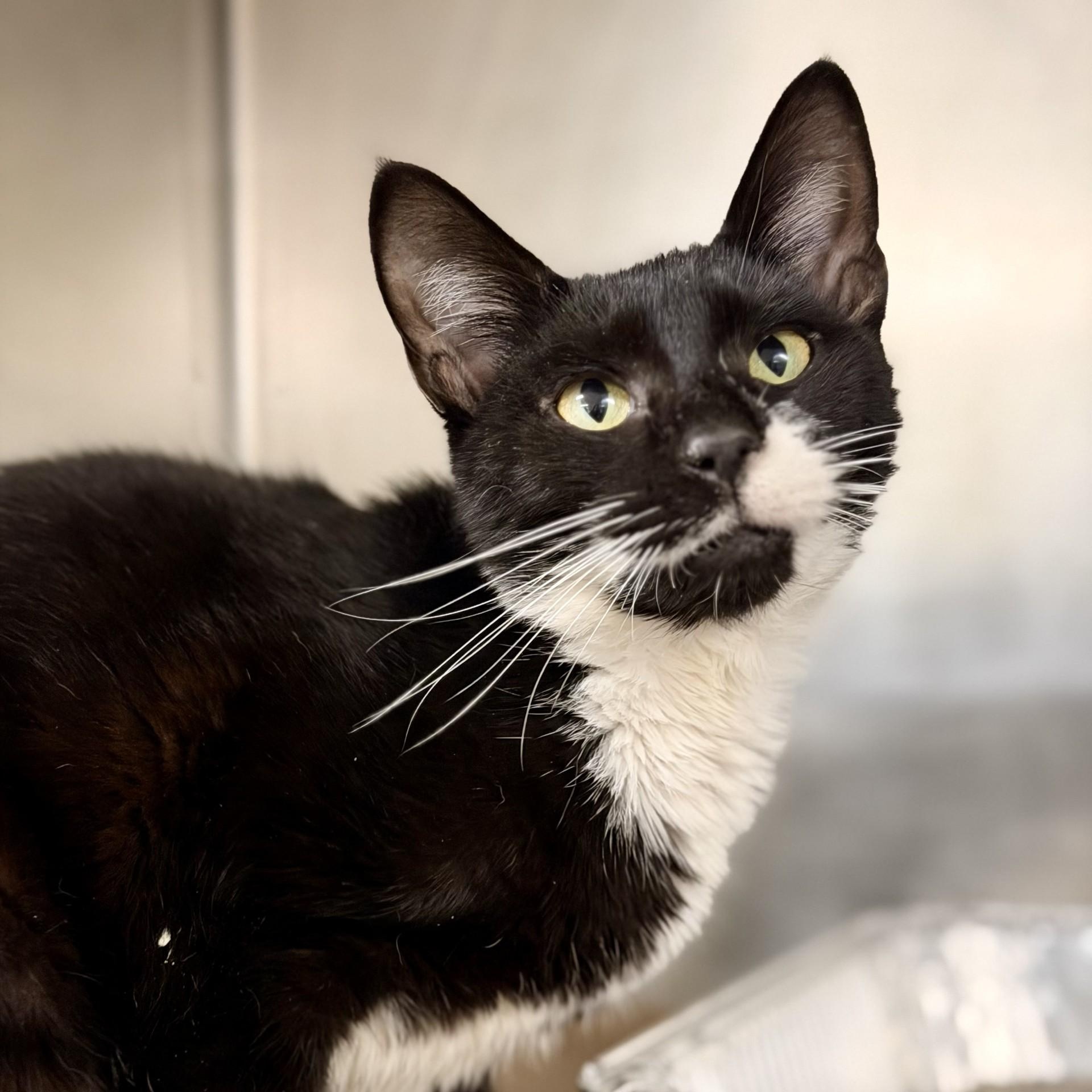 Enlarge Abba, a ADOPTABLE Domestic Short Hair in Jackson, NJ image 2/2
