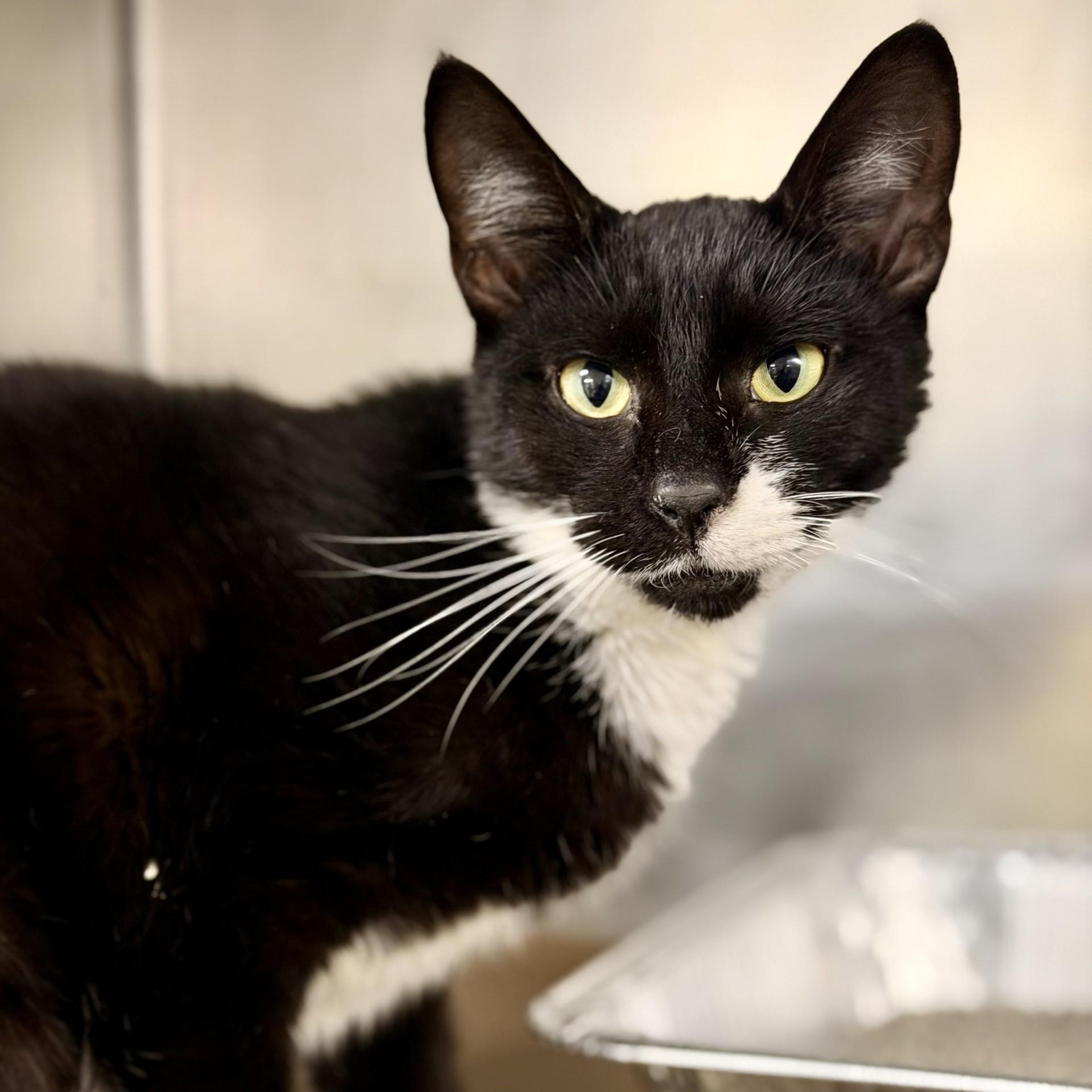 Abba, ADOPTABLE, Young Female Domestic Short Hair.