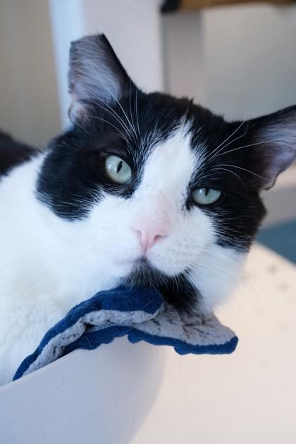 Sylvester, Adoptable, Adult Male Domestic Short Hair & Domestic Short Hair.