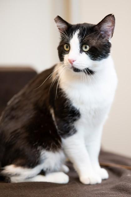 Sylvester, a Adoptable mixed breed in Roseville, CA image 2/3