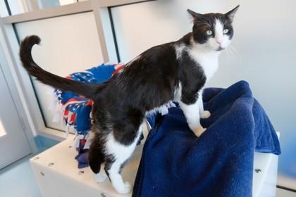 Sylvester, a Adoptable mixed breed in Roseville, CA image 3/3