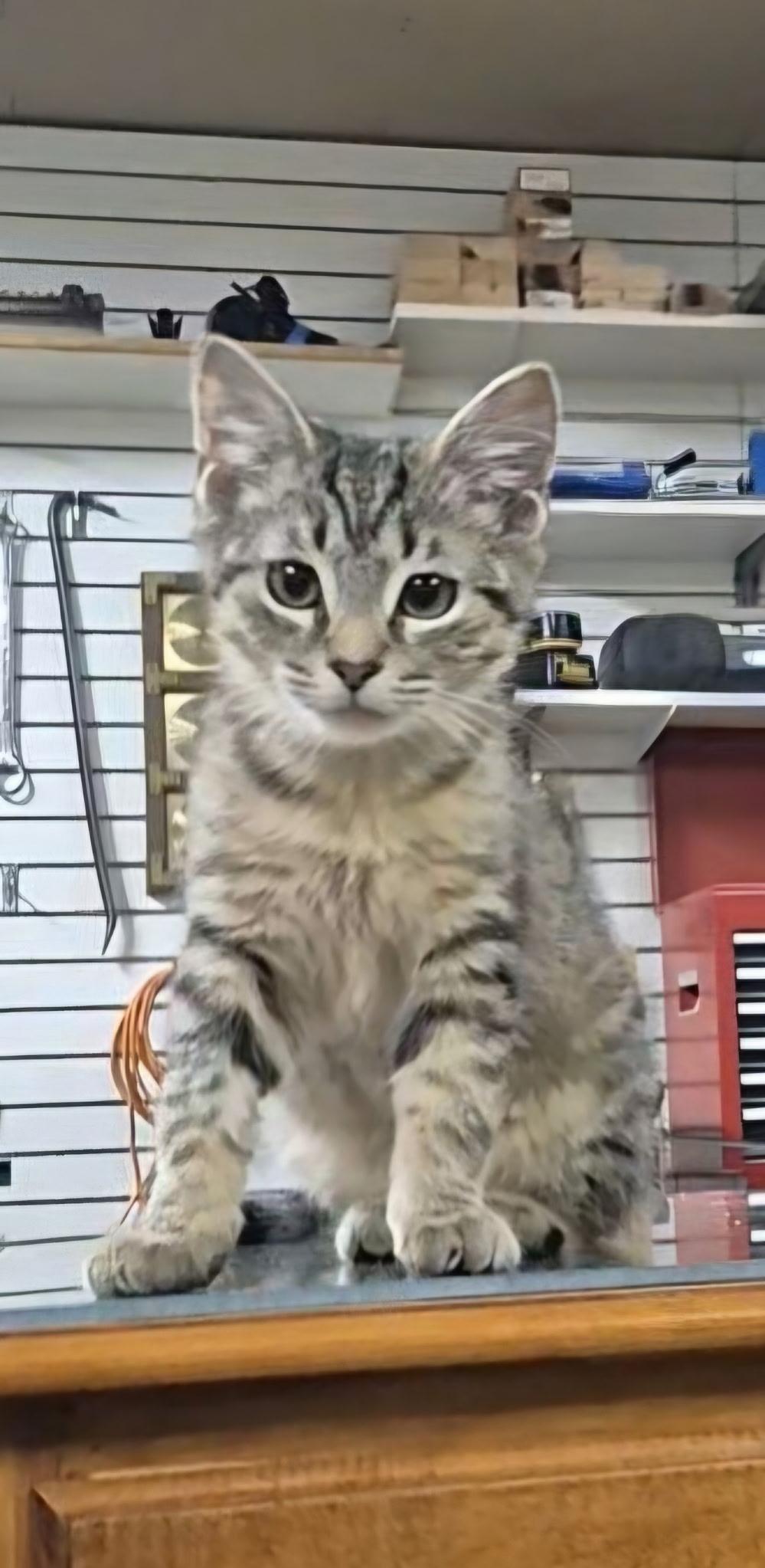 Enlarge Micah, an adopted Domestic Short Hair in Williamsport, PA image 1/1