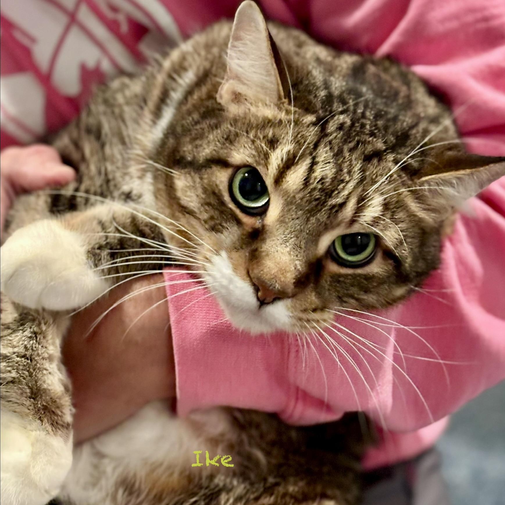 Ike, Adoptable, Senior Male Domestic Short Hair.