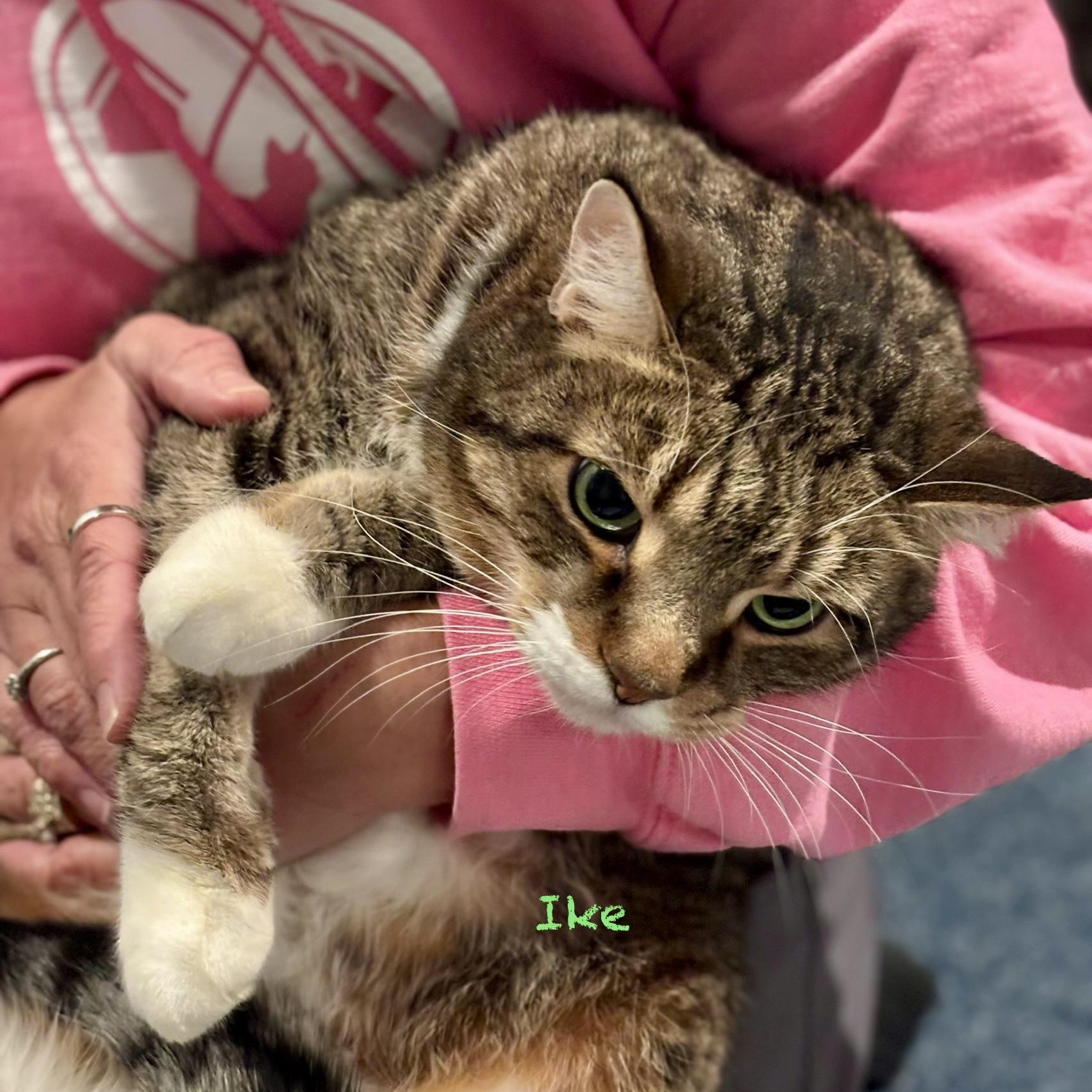 Enlarge Ike, a Adoptable Domestic Short Hair in Palatine, IL image 4/4