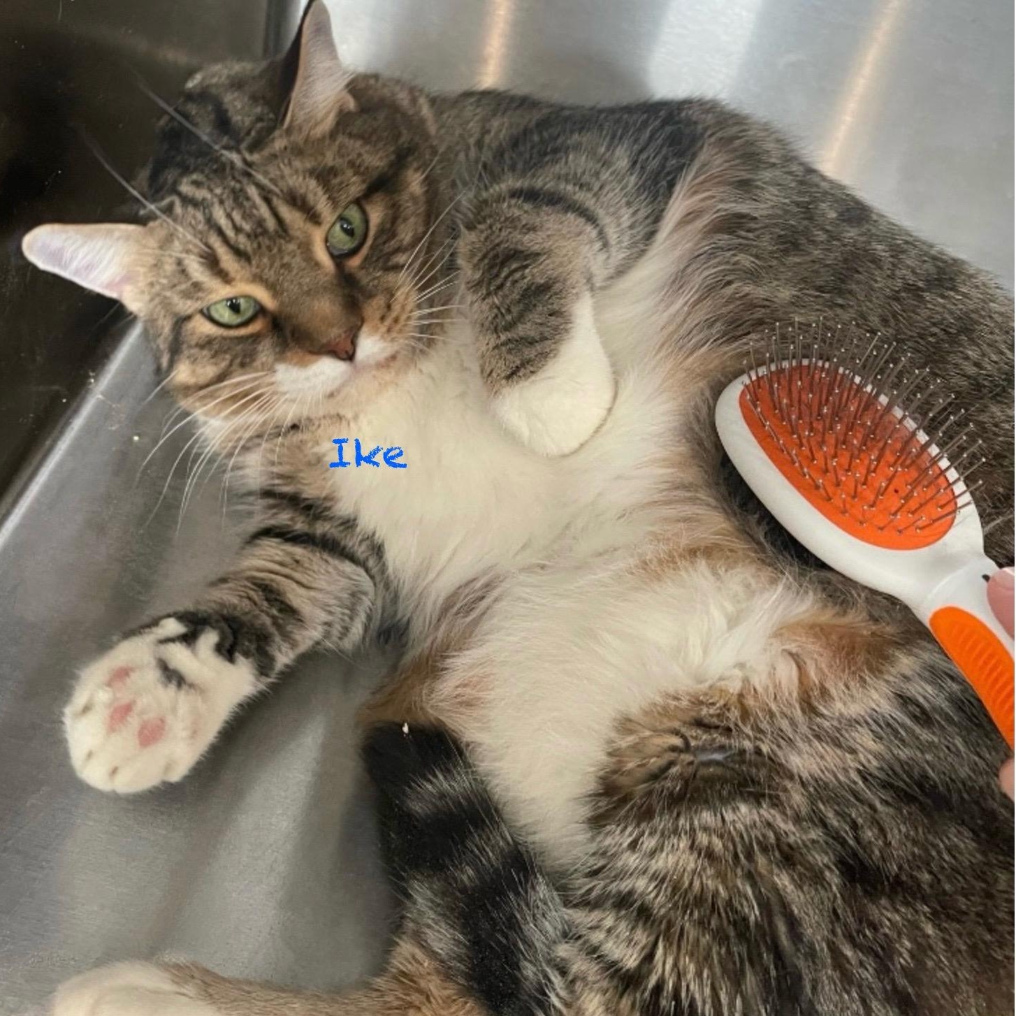 Enlarge Ike, a Adoptable Domestic Short Hair in Palatine, IL image 2/4