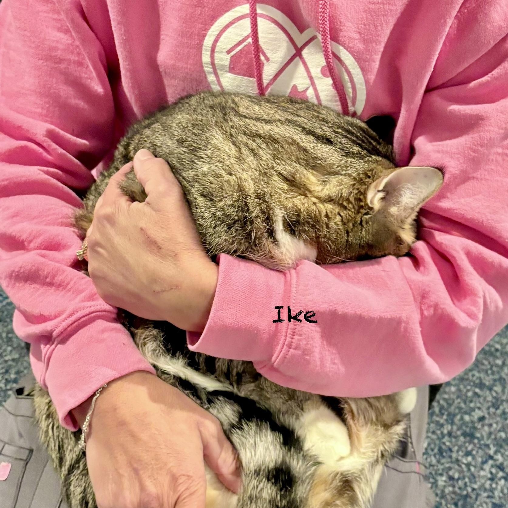 Enlarge Ike, a Adoptable Domestic Short Hair in Palatine, IL image 3/4